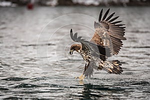 White tailed eagle hunting for food in Lofoten Norway