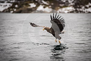 White tailed eagle hunting for food in Lofoten Norway