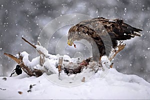White-tailed eagle hunting in a forest covered in the snow in Belarus