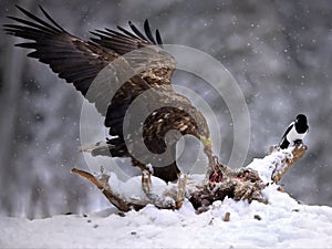 White-tailed eagle hunting in a forest covered in the snow in Belarus