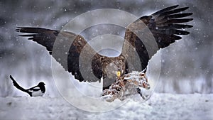 White-tailed eagle hunting in a forest covered in the snow in Belarus
