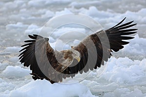 White-tailed eagle on ice
