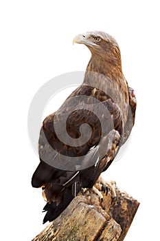 White-tailed eagle. Isolated over white