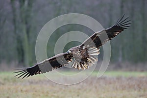 A white-tailed eagle juvenile in flight
