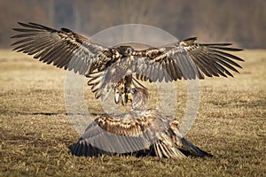 White tailed eagle juvenile landing