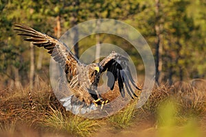 White-tailed eagle landing