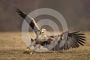 White tailed eagle landing