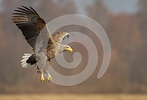 White tailed eagle landing gear down