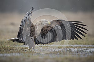 White-tailed eagle landing in shallow water