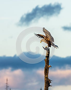 White Tailed Eagle landing in tree, vertical copy space