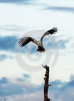 White Tailed Eagle landing in tree, vertical copy space