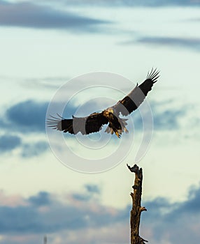 White Tailed Eagle landing in tree, vertical copy space