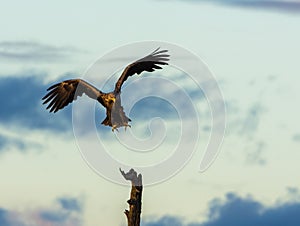 White Tailed Eagle landing in tree, vertical copy space