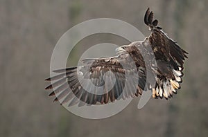 White tailed eagle landing.