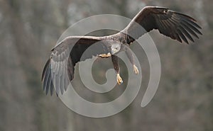 White tailed eagle landing.