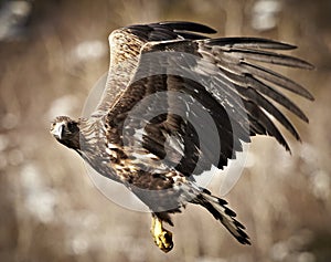 White-tailed Eagle