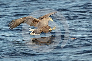 White-tailed Eagle making a catch.