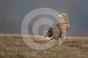 White-tailed eagle morning