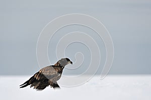 White-tailed eagle moving