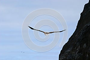 White-tailed eagle near rocks