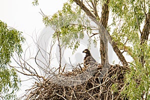 White tailed eagle nest in Danube Delta , Romania wildlife bird watching