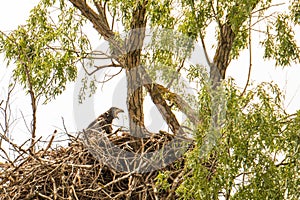 White tailed eagle nest in Danube Delta , Romania wildlife bird watching