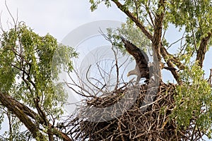 White tailed eagle nest in Danube Delta , Romania wildlife bird watching