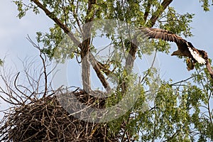 White tailed eagle nest in Danube Delta , Romania wildlife bird watching