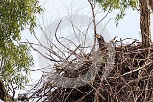 White tailed eagle nest in Danube Delta , Romania wildlife bird watching