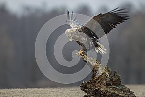 White tailed eagle on an old stump