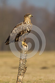 White tailed eagle