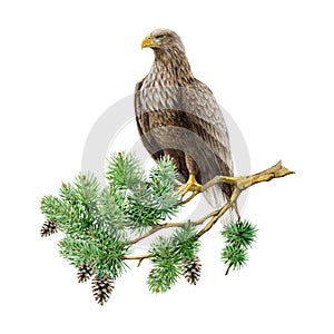 White-tailed eagle on the pine branch. Watercolor illustration. Hand drawn Haliaeetus albicilla avian. Realistic