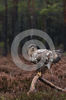 White-tailed eagle pooing