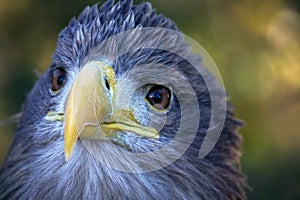 White-tailed eagle portrait