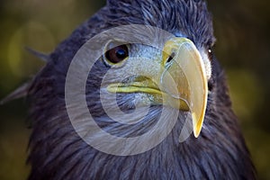 White-tailed eagle portrait