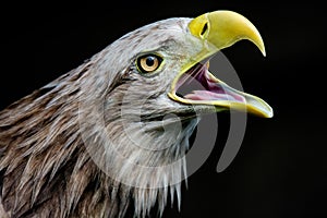White-tailed eagle, portrait of a bird
