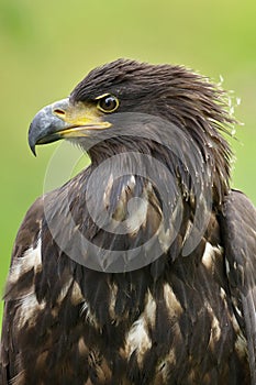 The white tailed eagle potrait