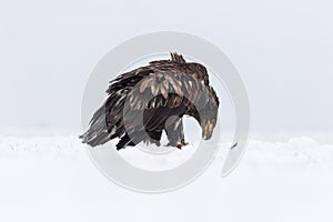 A White-tailed Eagle scavenging a fish burried under the snow