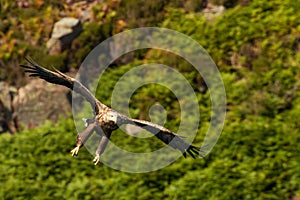 White tailed eagle in Scotland flying, hunting