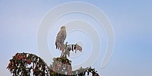 White-tailed eagle sits on a branch and watched prey