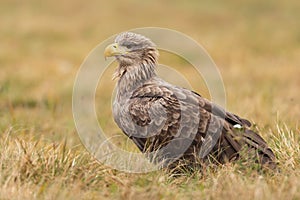 White-tailed eagle sitting on dry meadow in autumn