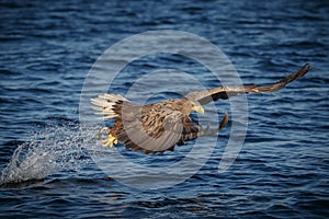 White-tailed eagle snatching a fish