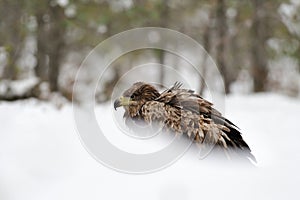 White tailed eagle on snow