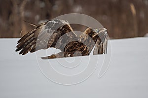 White-tailed eagle in the snow