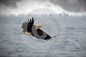 White-Tailed eagle soaring over a glimmering body of water in Japan