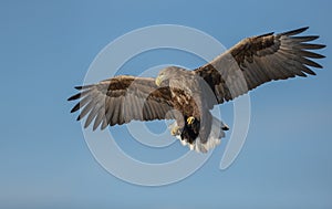 White-tailed eagle soaring