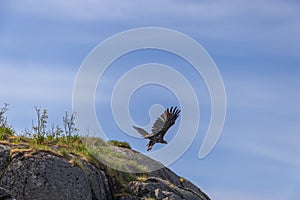 White-tailed eagle soars against Norway\'s Lofoten sky, wings spread