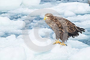 A white tailed eagle standing on the drift ice off the coast of east Hokkaido in Japan
