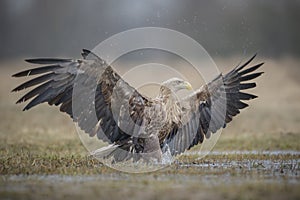 White tailed eagle strut