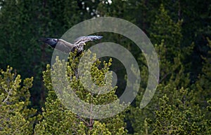 White-tailed eagle on the tree. Scientific name: Haliaeetus albicilla, Ern, erne, gray eagle, Eurasian sea eagle and white-tailed